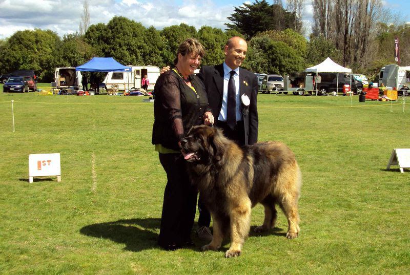 Leonberger price range. How much do Leonberger puppies for sale cost?