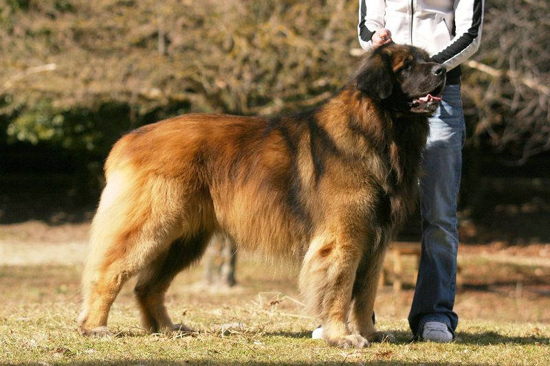 Leonberger price & cost range. Where to buy Leonberger puppies?