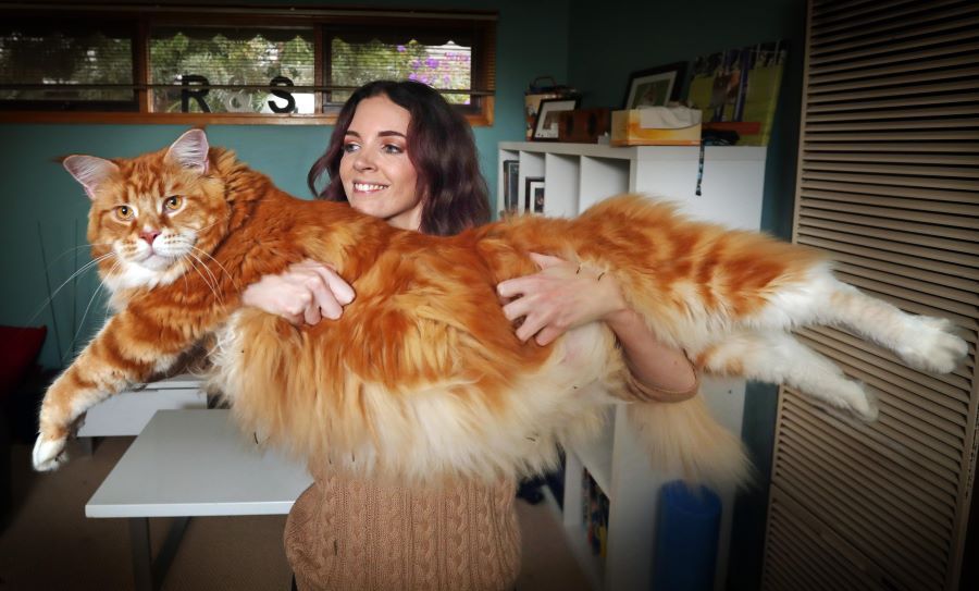 Life with a Big Maine Coon Cat