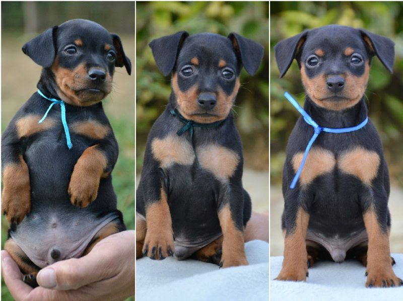 Miniature Pinscher price range. Minpin puppies for sale price & cost?