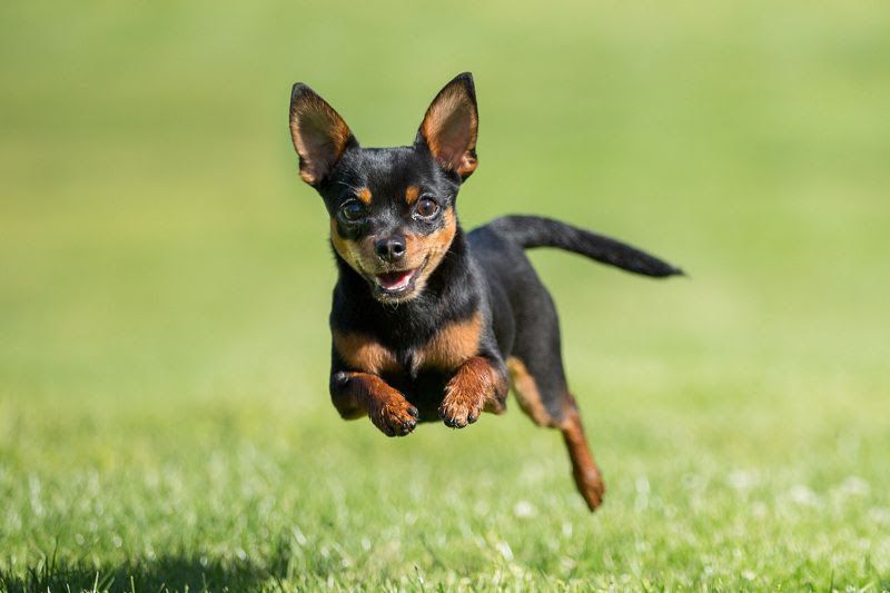 Miniature Pinscher price range. Minpin puppies for sale price & cost?