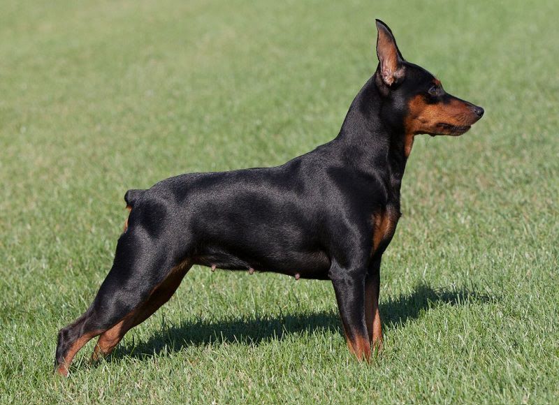 Miniature Pinscher price range. Minpin puppies for sale price & cost?