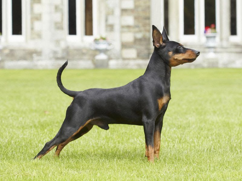 Miniature Pinscher price range. Minpin puppies for sale price & cost?