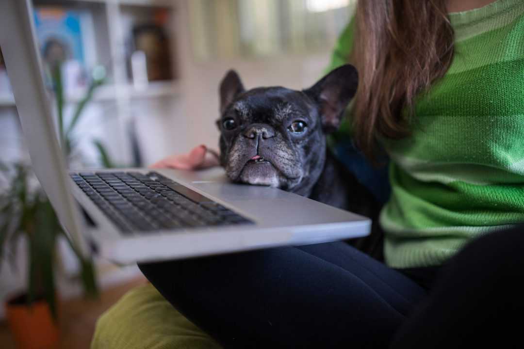 Online Veterinary Care That Will Make Your Life Easier