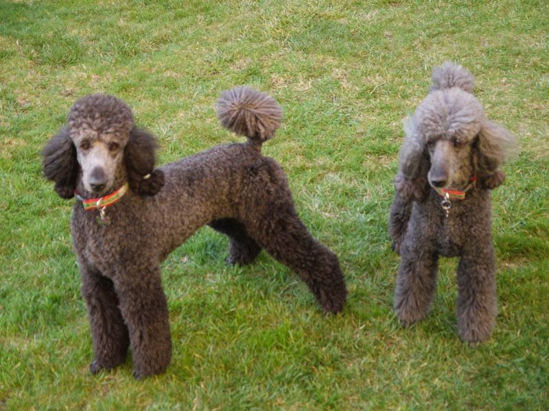 Teacup & Toy Poodle price range. Standard & Miniature Poodle price