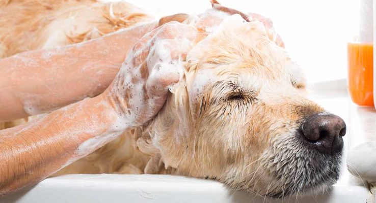 Pamper Your Pal: The Ultimate Guide to Golden Retriever Shampooing