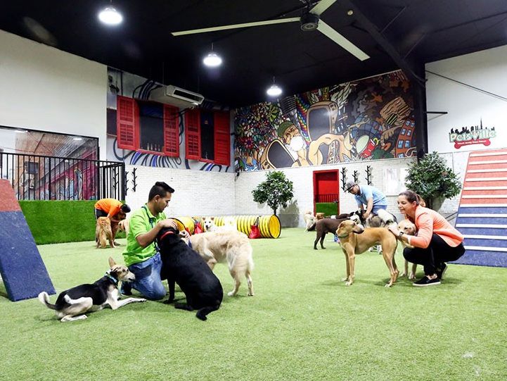 Pet Boarding in Dubai: Things to Know, Things to Consider, and Some Tips