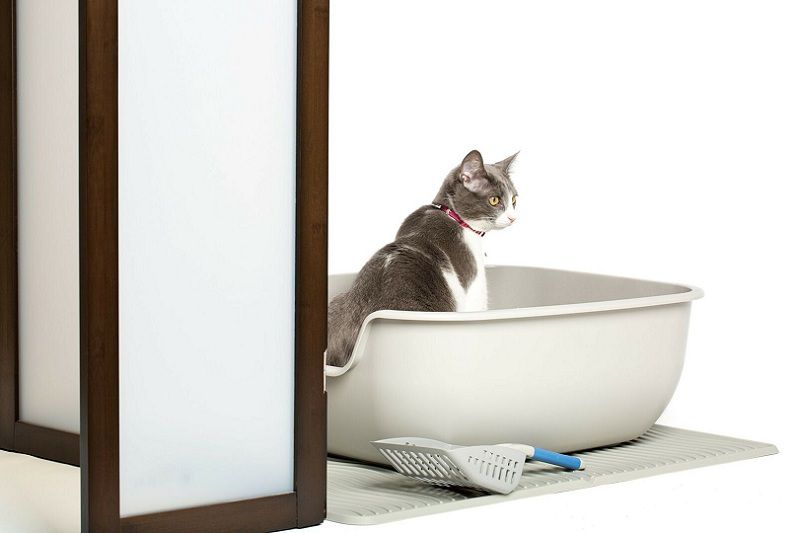 Best Automatic Self-Cleaning Litter Box for Multiple Cats Reviews