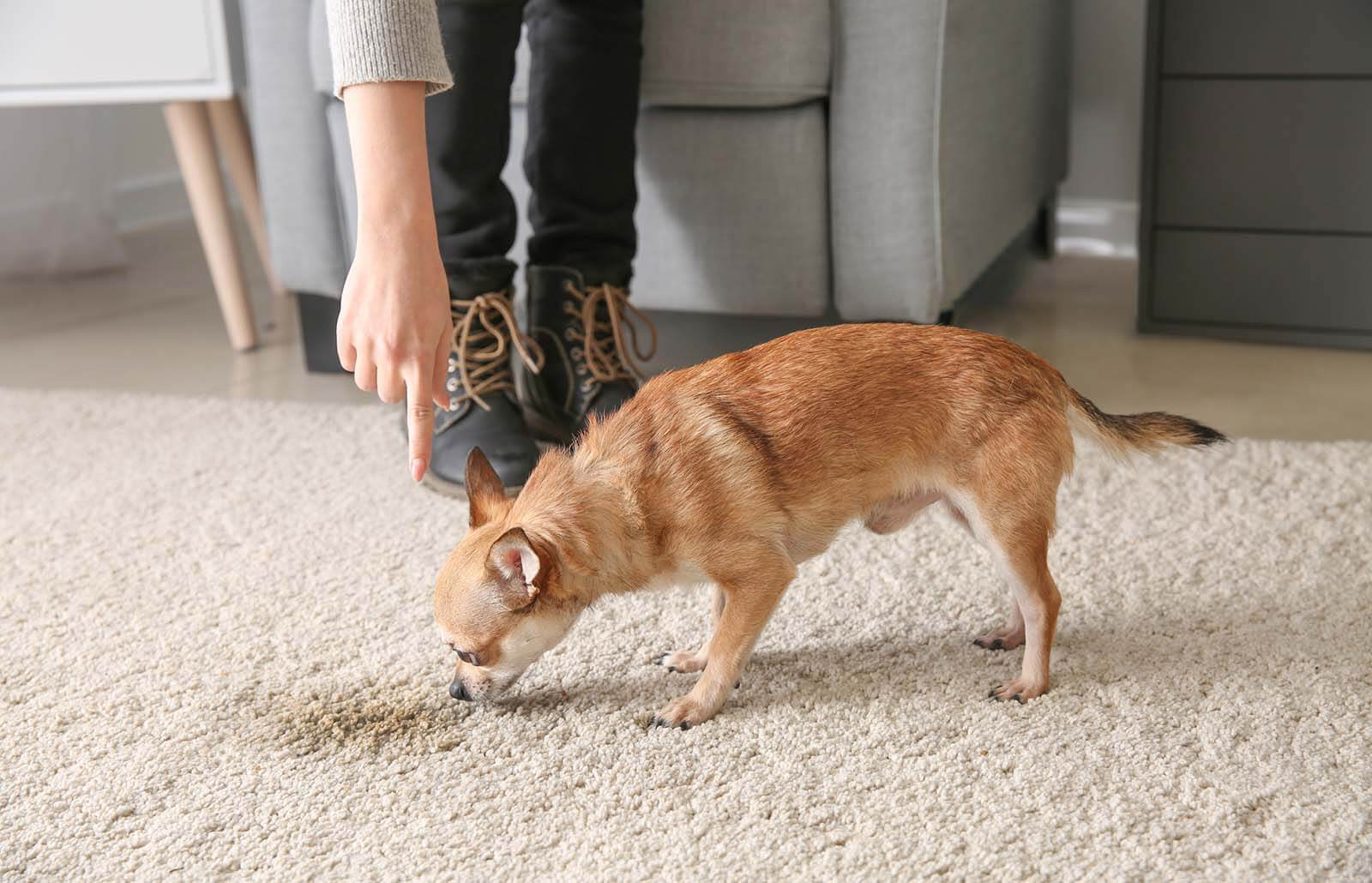 How to Get Pet Stains Out of Carpet