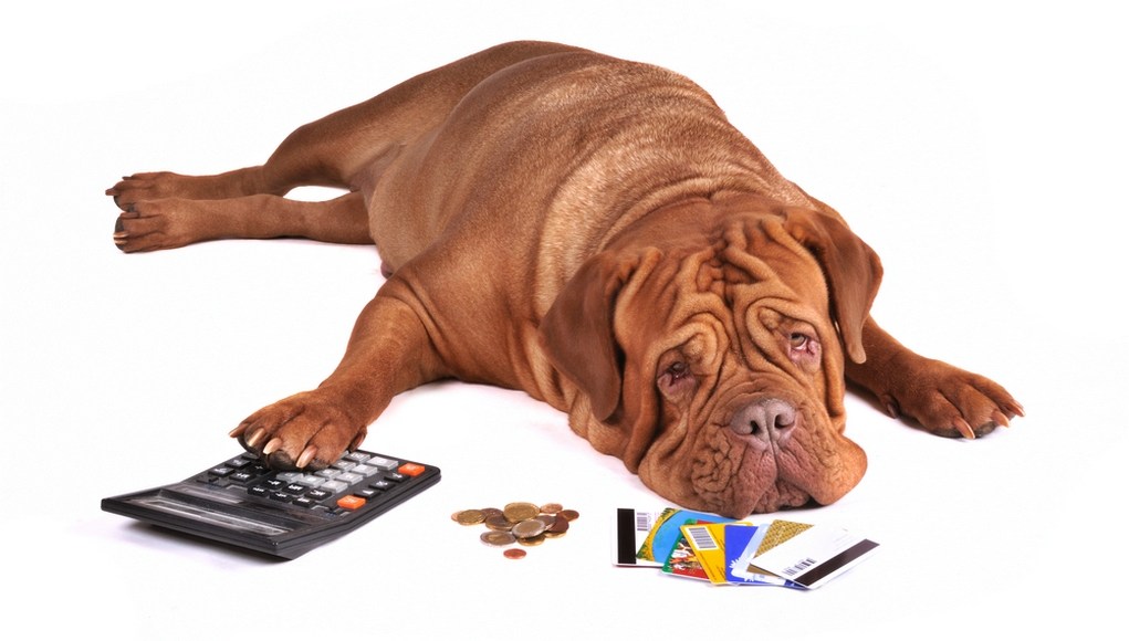 Saving on Your Pet Products: Ways to Cut Down on Spending