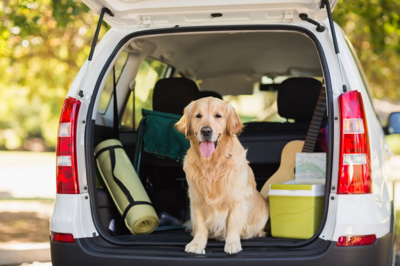 Tips For Keeping Your Dogs Safe On The Road