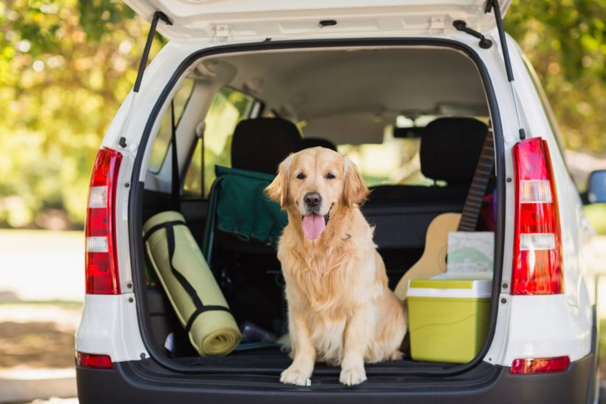 Tips To Keep My Dog Calm While On A Road Trip
