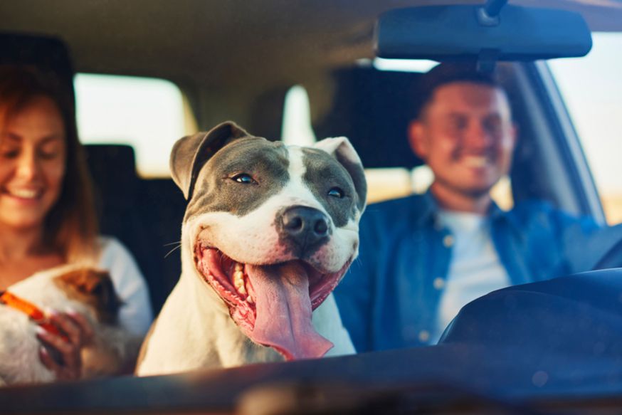 Tips To Keep My Dog Calm While On A Road Trip