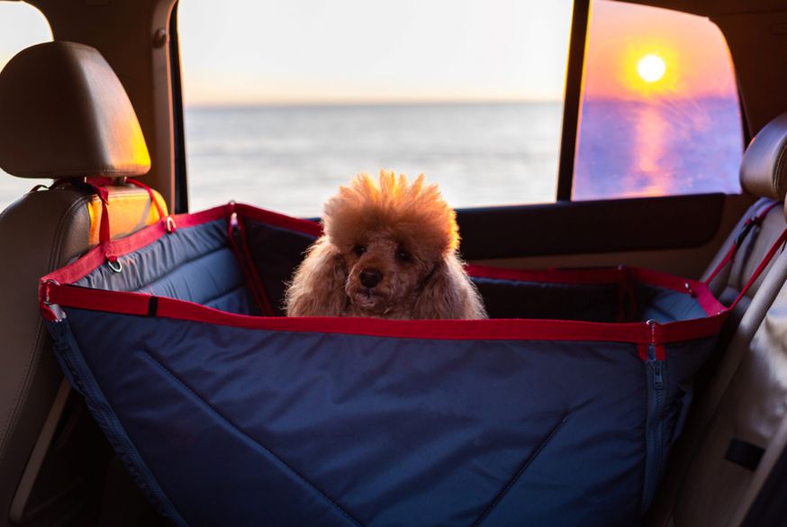 Tips To Keep My Dog Calm While On A Road Trip