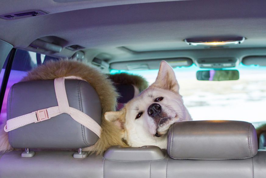 Tips To Keep My Dog Calm While On A Road Trip