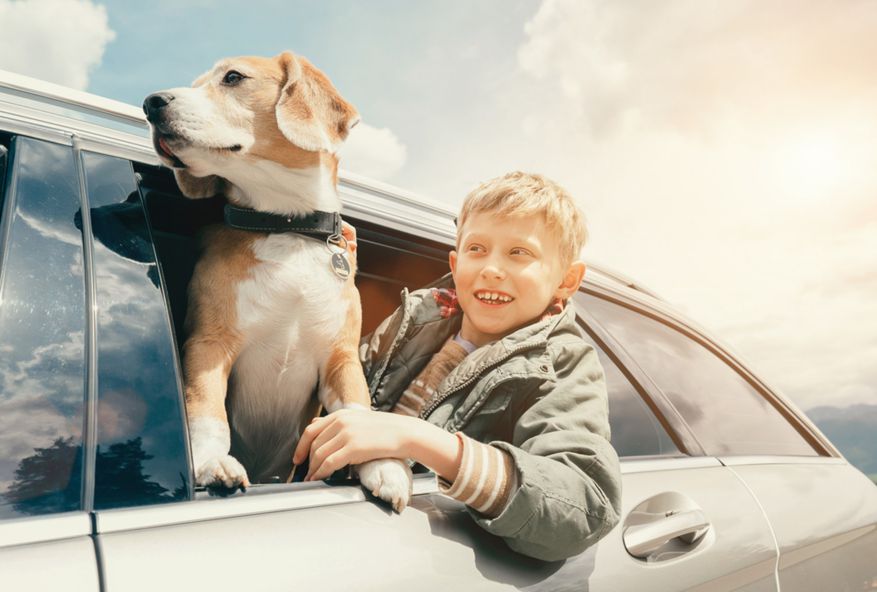 Tips To Keep My Dog Calm While On A Road Trip