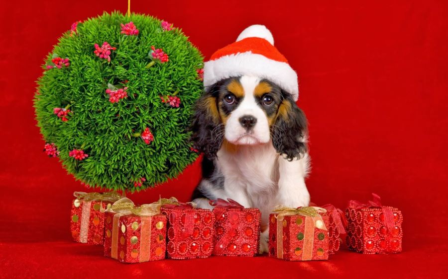 Top 5 Gifts for Your Pup