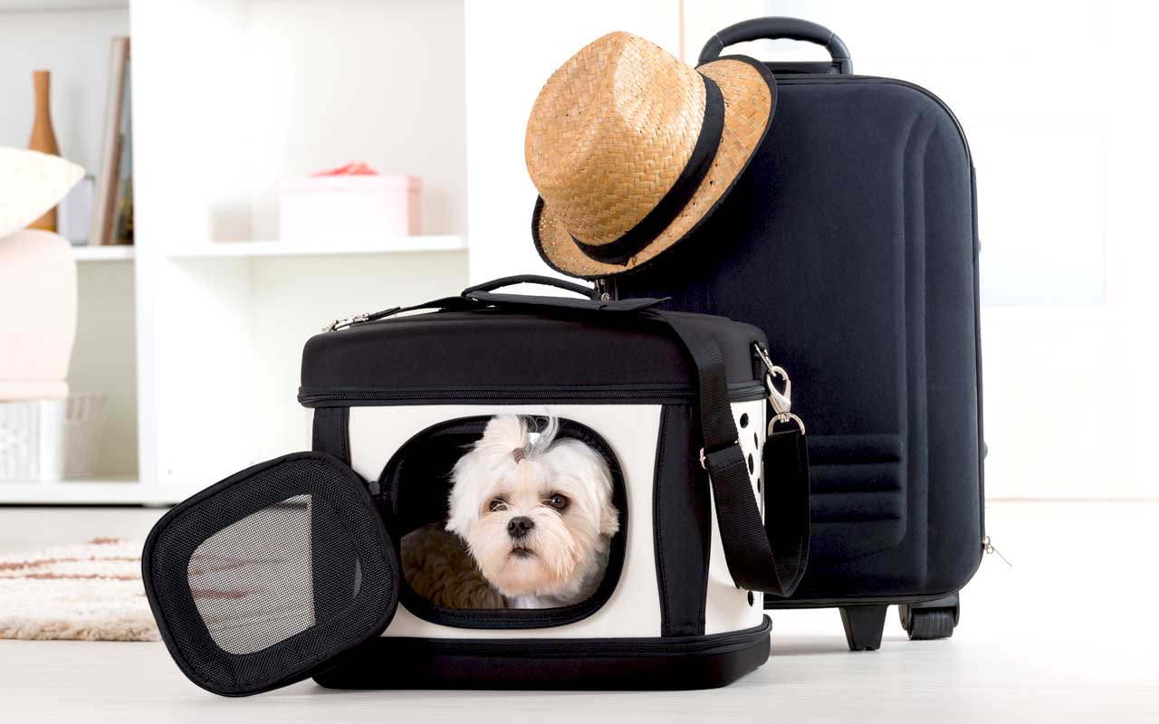 Traveling Equipment Needed When Taking Dogs On A Trip