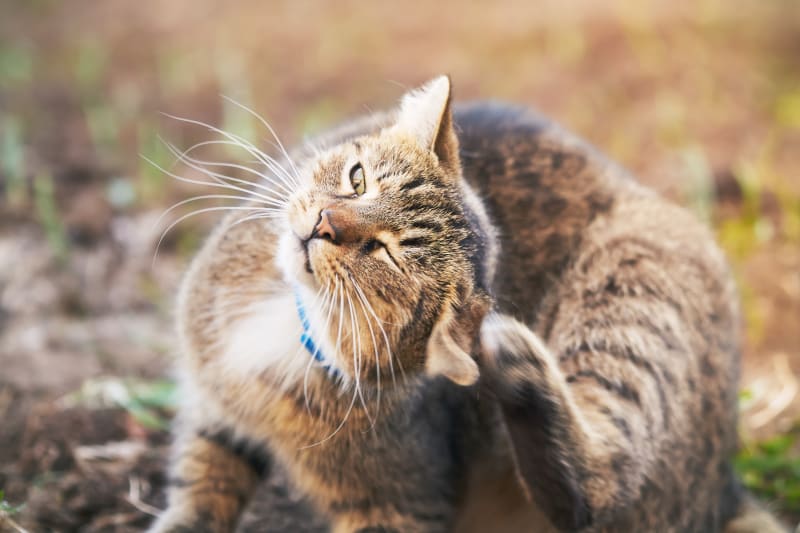 Types of Allergies in Cats and Their Treatment