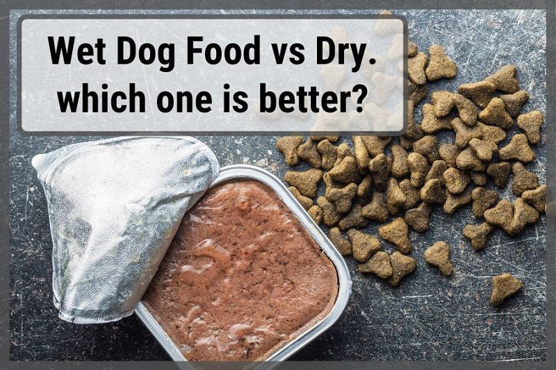 is wet or dry food best for dogs