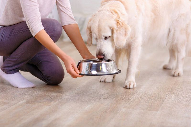 Wet Food vs Dry Food for Dogs: Which Is the Best for Your Pet?