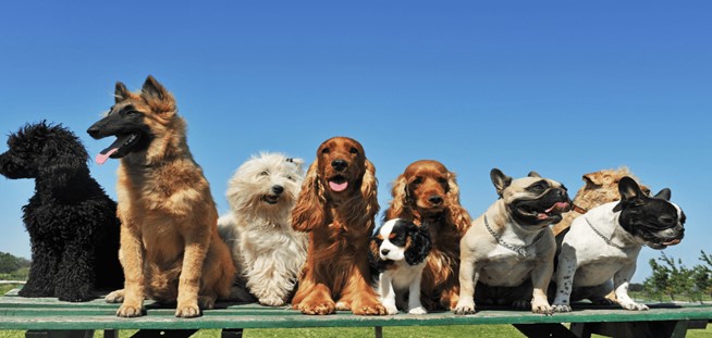 What You Should Know About Different Dog Breeds