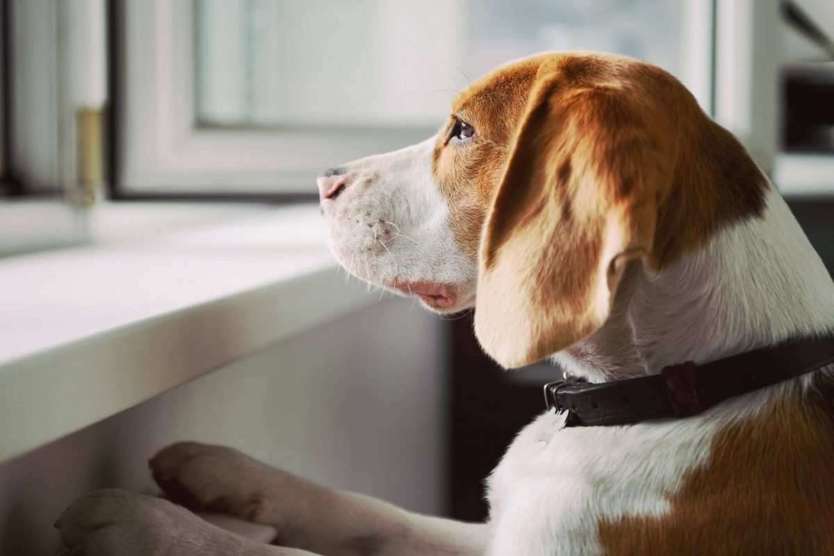 What You Should Know About Treating Your Dog with Anxiety