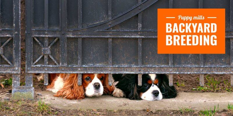 What is a Backyard Breeder? How To Avoid a Bad Dog Breeder?