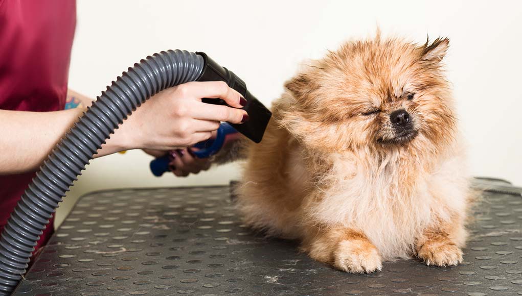 What to Look For When Buying a Dog Dryer