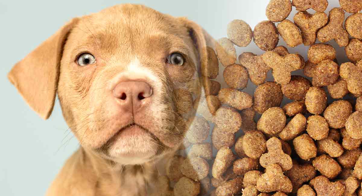 Which is the best dog food for Pitbulls?