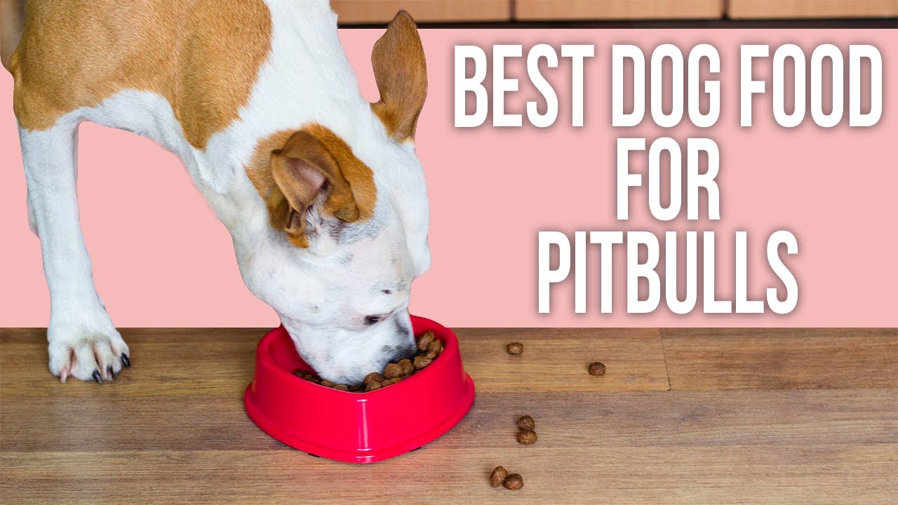 Which is the best dog food for Pitbulls?