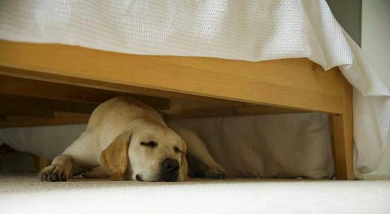 Why Does My Dog Sleep Under The Bed