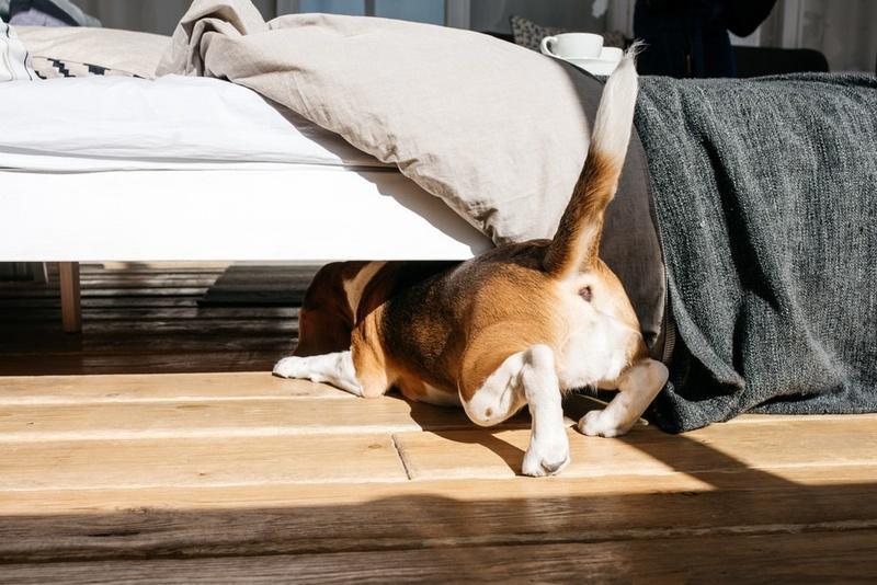 Why Does My Dog Sleep Under The Bed