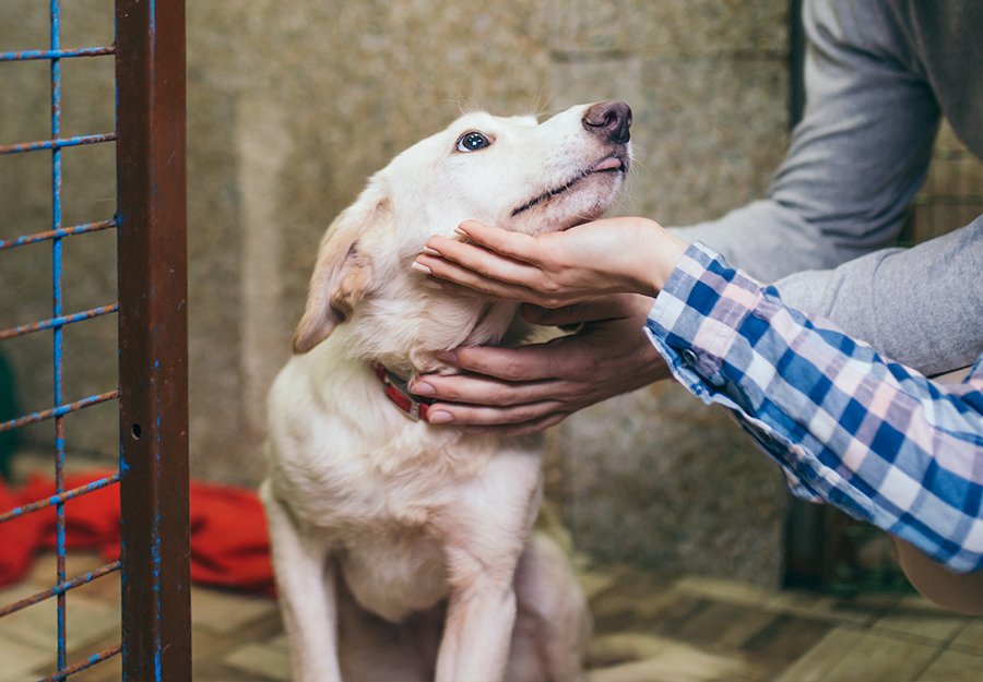 Why adopting a rescue dog helps save lives