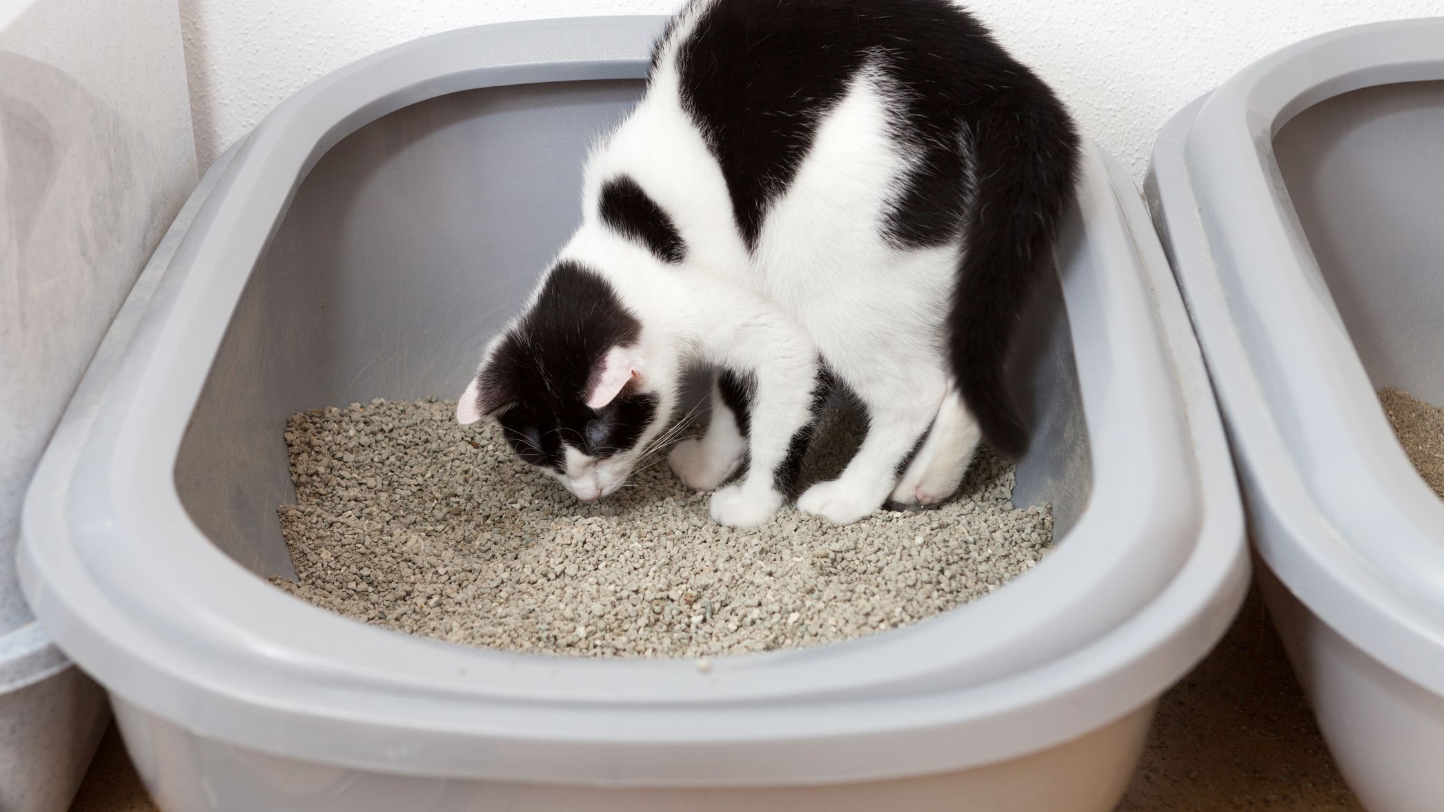 Why do cats want to eat cat litter?