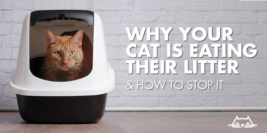Why do cats want to eat cat litter?