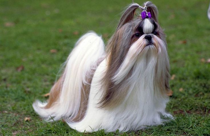 Why do people fall in love with the Shih Tzu Breed