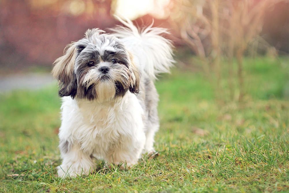 Why do people fall in love with the Shih Tzu Breed
