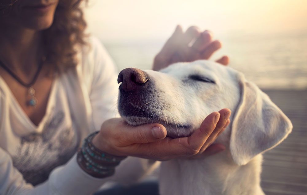 Why getting a dog will change your life
