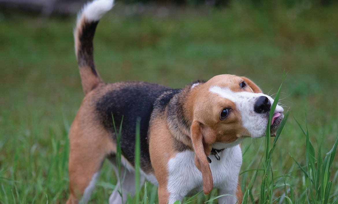 Why is My Dog Addicted to Grass?