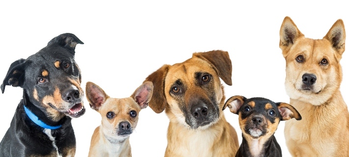 Your Partner’s Dog Breed Will Tell You About His Personality: Truth or Myth?
