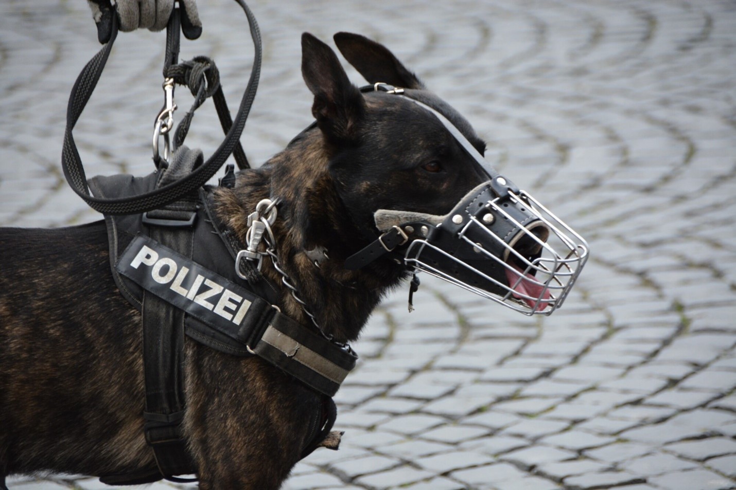 A Fine K-9: 5 Entertaining Facts About Police Dogs