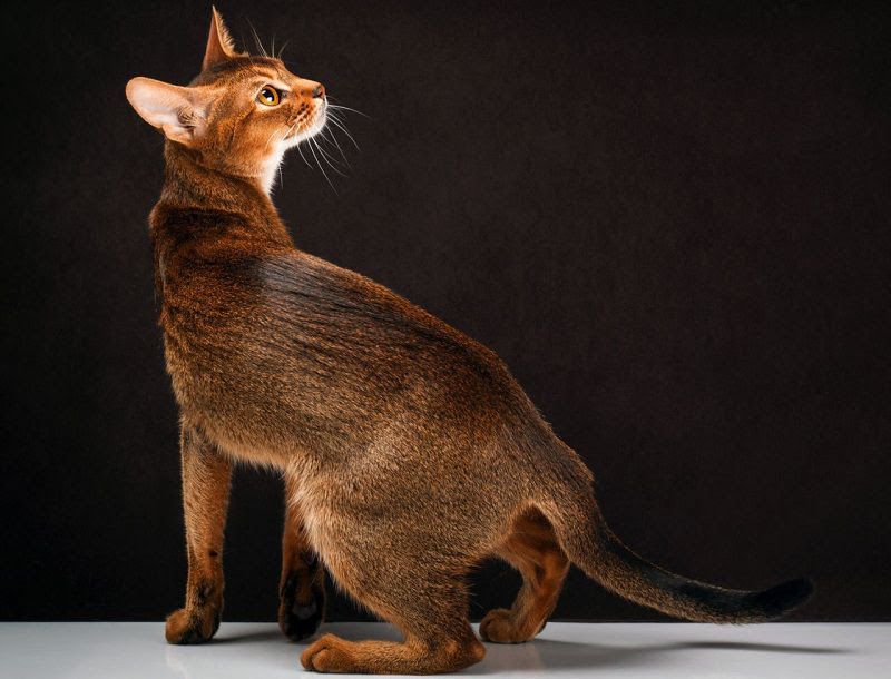 Abyssinian cat price & cost range. Abyssinian kittens for sale price