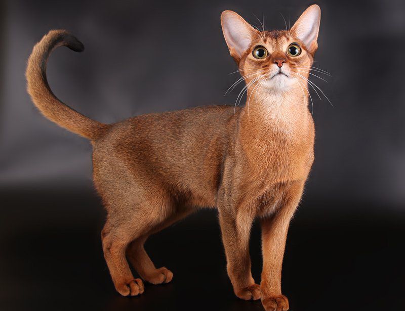 Abyssinian cat price & cost range. Where to buy Abyssinian kittens?
