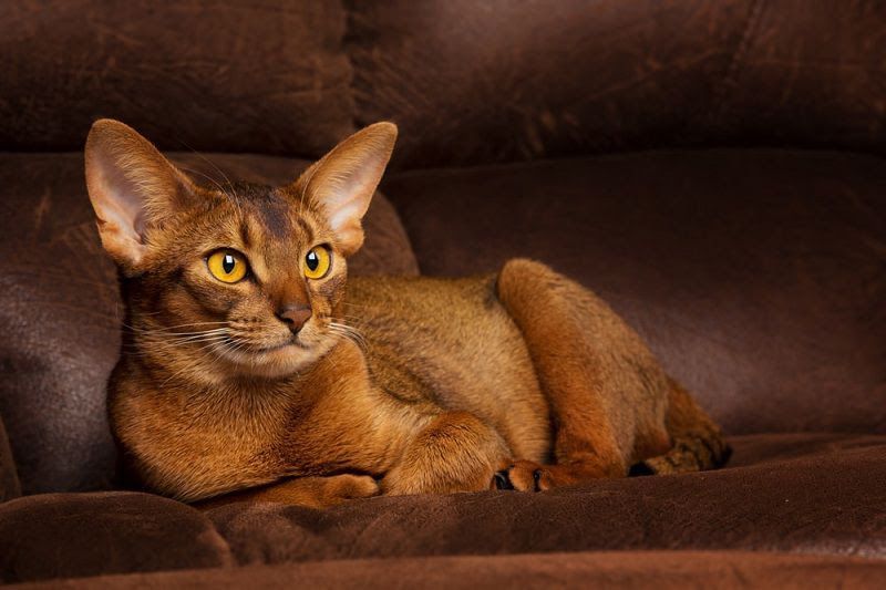 Abyssinian cat price & cost range. Abyssinian kittens for sale price