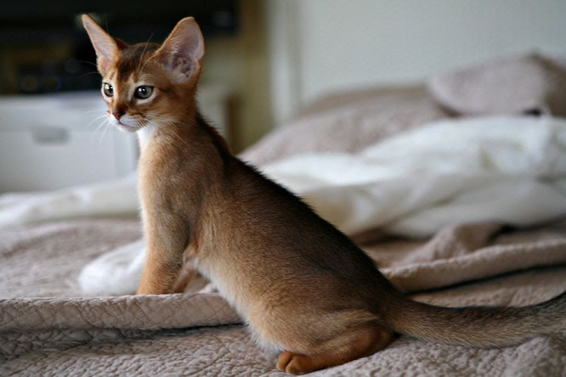 Abyssinian cat price & cost range. Abyssinian kittens for sale price