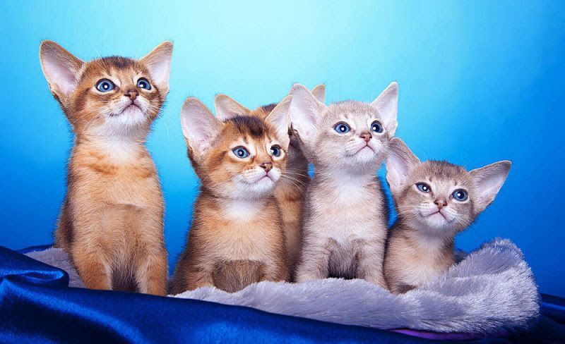 Abyssinian cat price & cost range. Abyssinian kittens for sale price