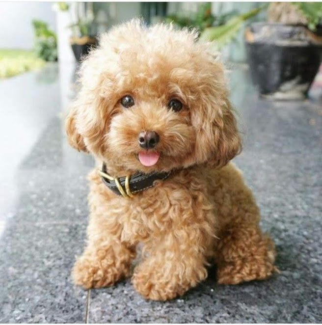 Teacup & Toy Poodle price range. Standard & Miniature Poodle price