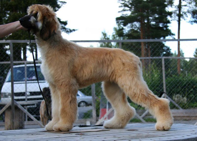 Afghan Hound price range. Afghan Hound puppies for sale cost