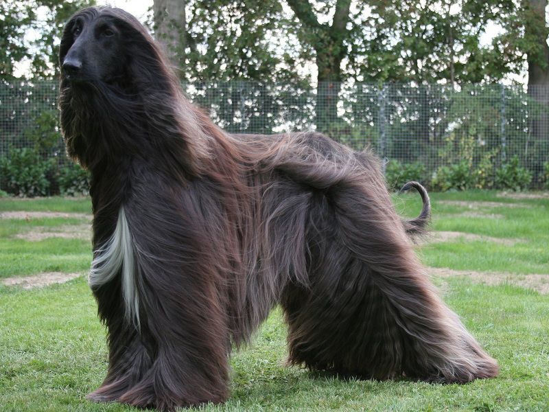 Afghan Hound price range. Where to find Afghan Hound puppies for sale?